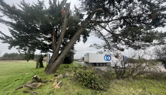 realisation-abattage-numa-creation (1)