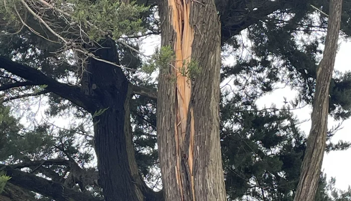 realisation-abattage-numa-creation (2)